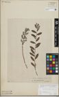 Foto von Salix repens L.